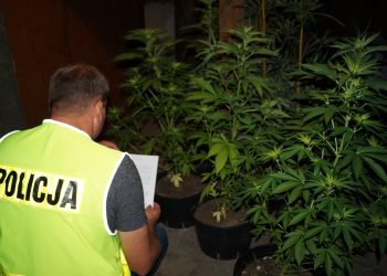 Zlikwidowali plantację marihuany ZDJĘCIA
