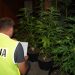 Zlikwidowali plantację marihuany ZDJĘCIA