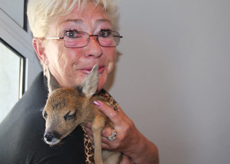 Znalazła porzuconą sarenkę