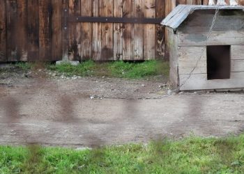 Domagali się odebrania psa