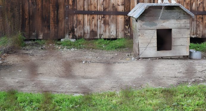 Domagali się odebrania psa