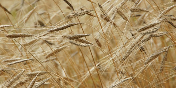 Problemy rolników. Burmistrz prosi o pomoc