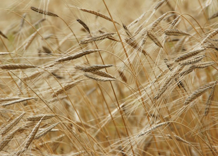 Problemy rolników. Burmistrz prosi o pomoc