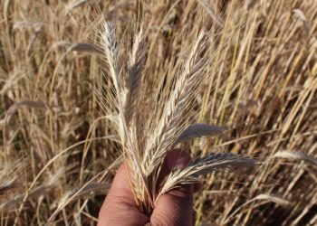 Susza na polach. Radni proszą o pomoc