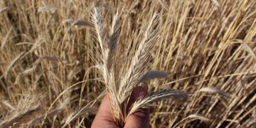 Susza na polach. Radni proszą o pomoc