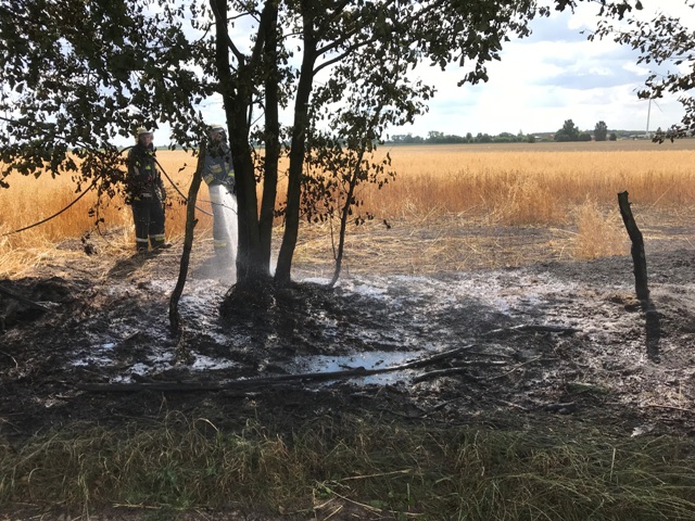 Zalesie: Paliło się zboże na pniu ZDJĘCIA