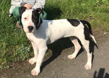 Zaginął pies. Przewidziano nagrodę