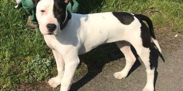 Zaginął pies. Przewidziano nagrodę