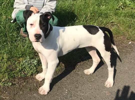 Zaginął pies. Przewidziano nagrodę