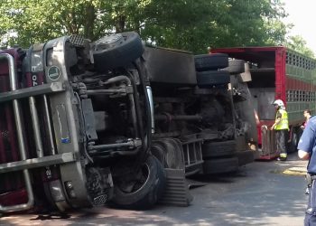 Chwile grozy przerażonego bydła