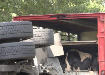 Ciężarówka z bydłem przewróciła się na drogę FILM