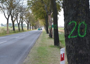 Wytną ponad 200 drzew