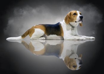 Karma dla Beagle – wybierz zbilansowane pożywienie dla twojego psa