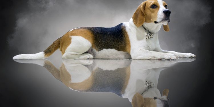 Karma dla Beagle – wybierz zbilansowane pożywienie dla twojego psa