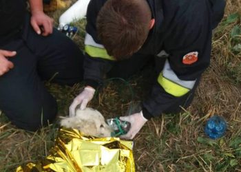 Strażacy uratowali psa na bagnach (ZDJĘCIA)