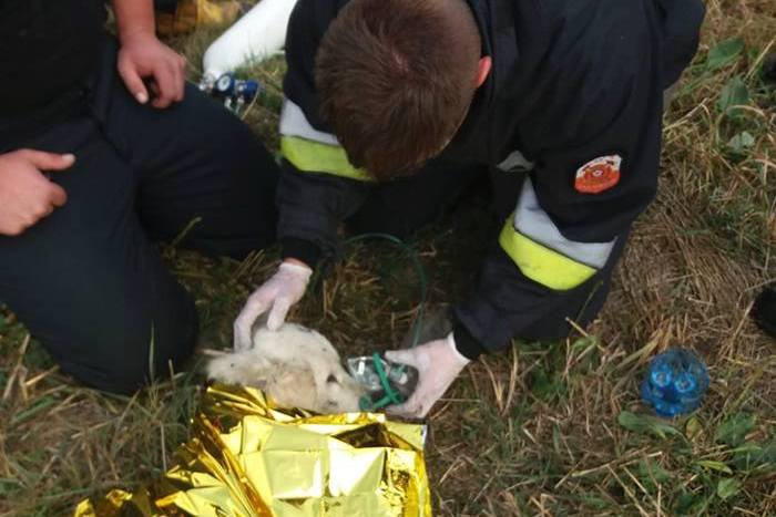 Strażacy uratowali psa na bagnach (ZDJĘCIA)