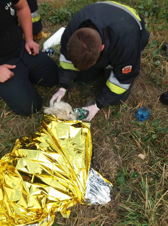 Strażacy uratowali psa na bagnach (ZDJĘCIA)