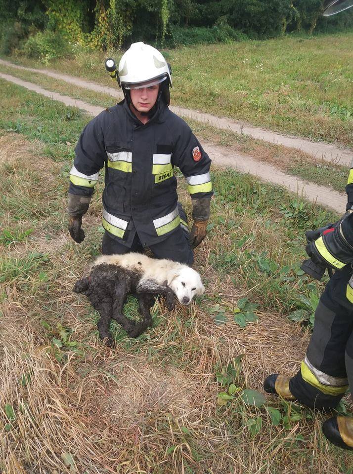 Strażacy uratowali psa na bagnach (ZDJĘCIA)