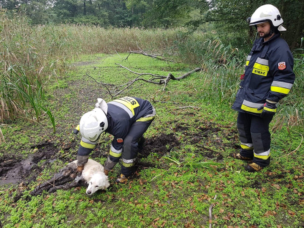 Strażacy uratowali psa na bagnach (ZDJĘCIA)