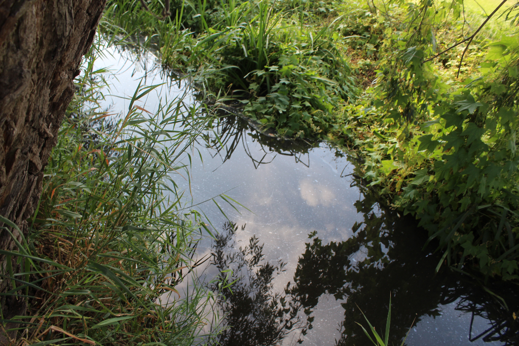 Straszny smród i martwe ryby w Wierzbocicach
