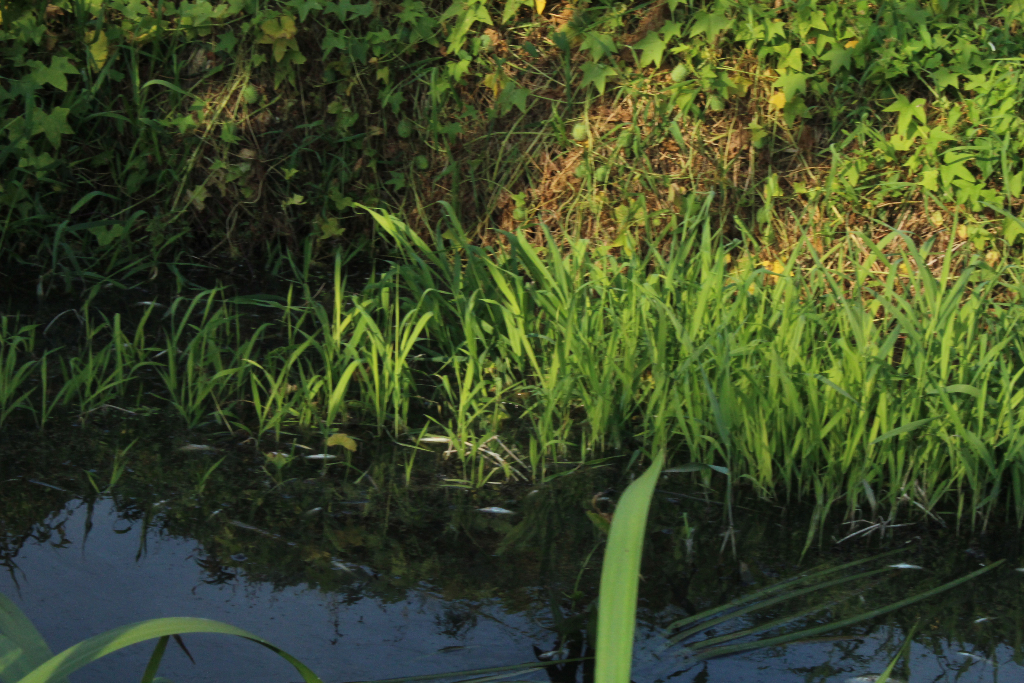 Straszny smród i martwe ryby w Wierzbocicach