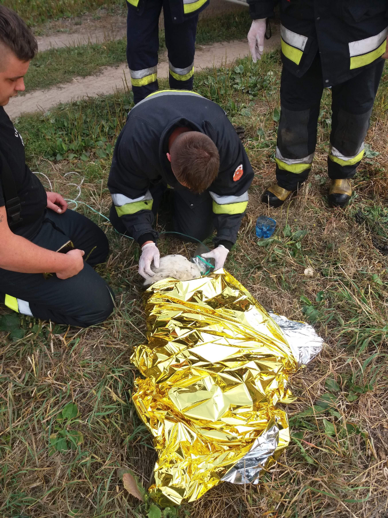 Strażacy uratowali psa na bagnach (ZDJĘCIA)