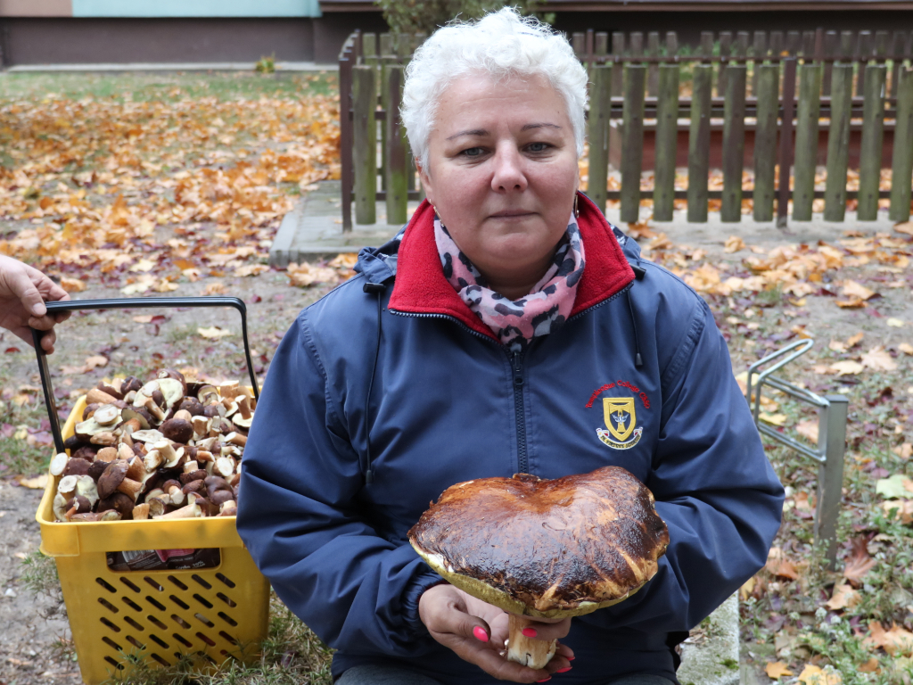 Grzyb gigant w naszych lasach