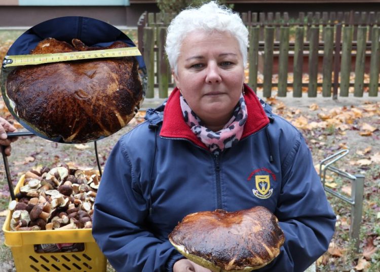 Grzyb gigant w naszych lasach