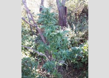 25-latek uprawiał konopie indyjskie