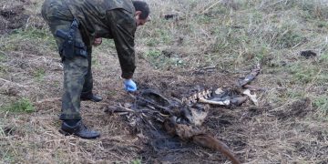 Straż łowiecka szuka kłusownika