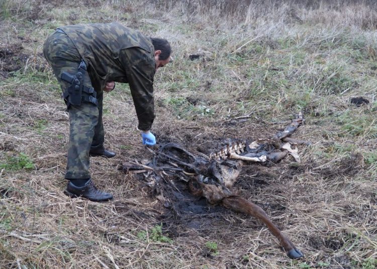 Straż łowiecka szuka kłusownika