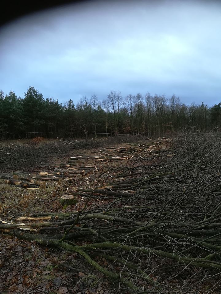 Powidz: Trwa wycinka lasu FILM i ZDJĘCIA