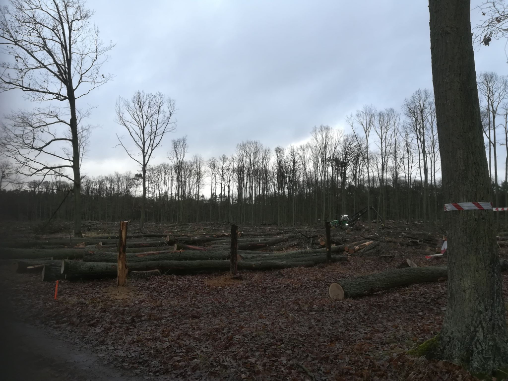 Powidz: Trwa wycinka lasu FILM i ZDJĘCIA