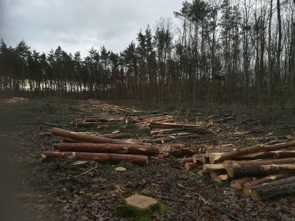 Powidz: Trwa wycinka lasu FILM i ZDJĘCIA