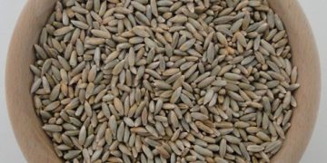 Większy podatek rolny w gminie Słupca