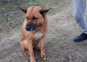 Ratowali tonącego psa