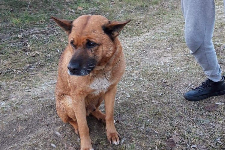 Ratowali tonącego psa