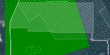 Trwa wycinka lasu pod Powidzem: plany Pentagonu