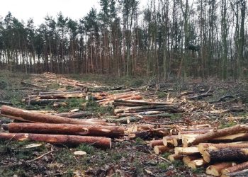 Powidz: Wycięli las, będzie 40 km dalej