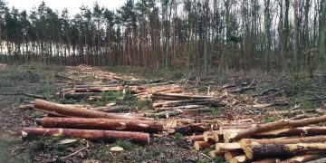 Powidz: Wycięli las, będzie 40 km dalej