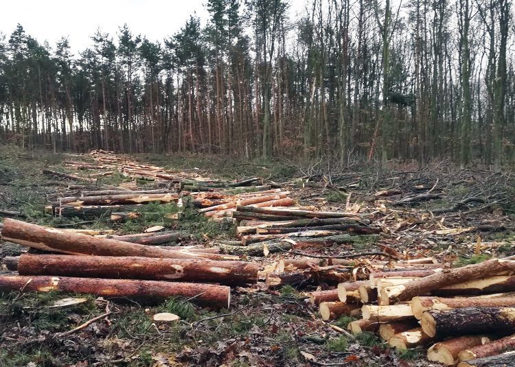 Powidz: Wycięli las, będzie 40 km dalej