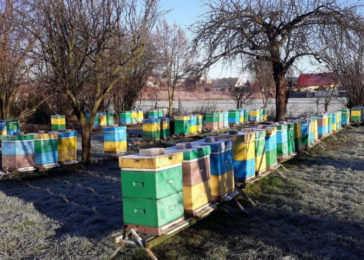 Odnaleziono ule z pasieki Imbiorowicza