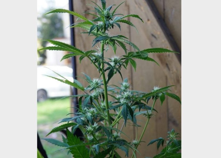 Zatrzymani za uprawę konopi