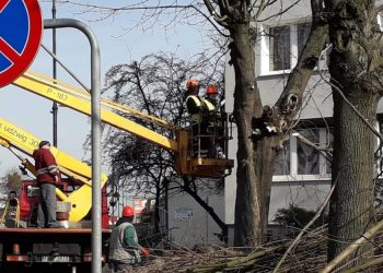 Przycinka drzew w Słupcy. Brzydota czy konieczność?