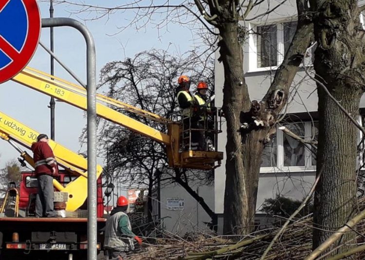 Przycinka drzew w Słupcy. Brzydota czy konieczność?