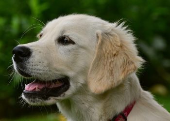 Nie płacą za swoje psy