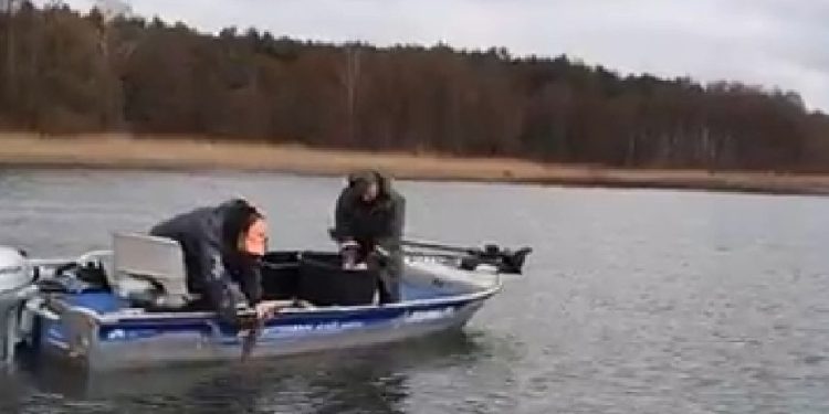 600 kg szczupaka do Jeziora Powidzkiego