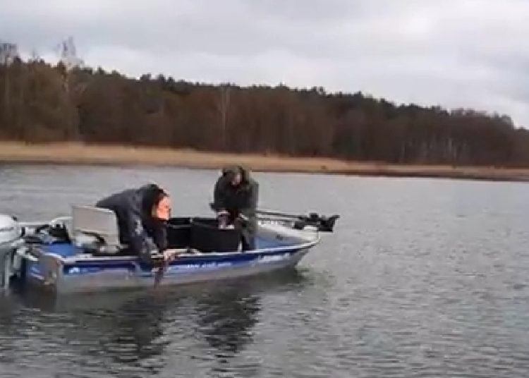 600 kg szczupaka do Jeziora Powidzkiego