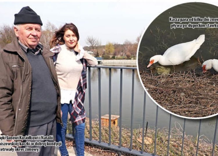 Po stawku znowu pływają kaczki