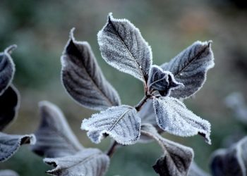 Wczoraj prawie lato, a jutro… przymrozki